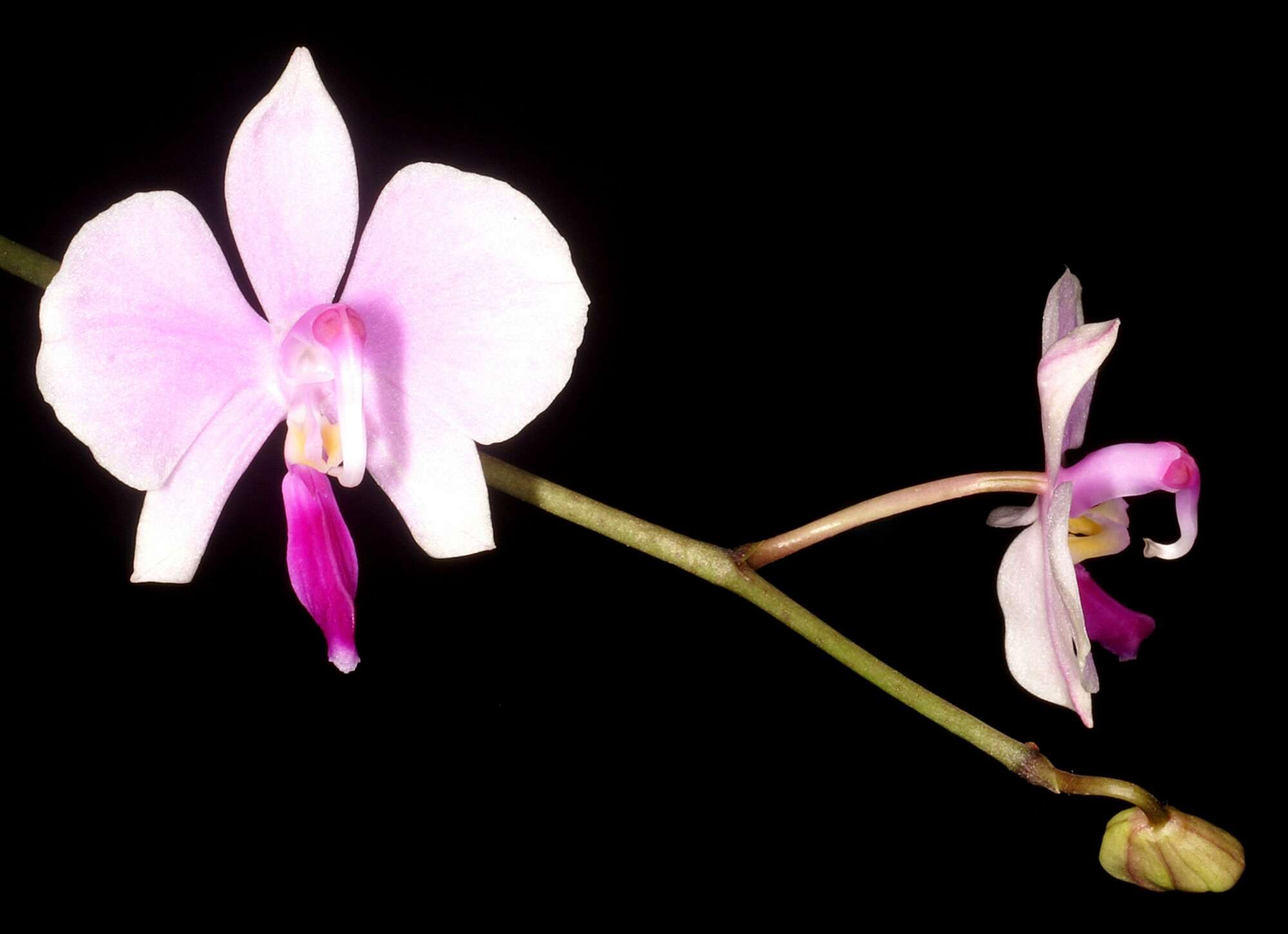 Phalaenopsis lowii Rchb. fil.的圖片