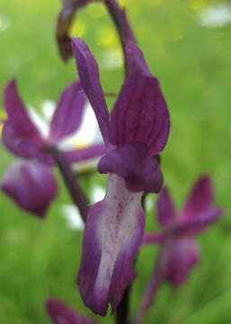 Image of Loose-flowered orchid