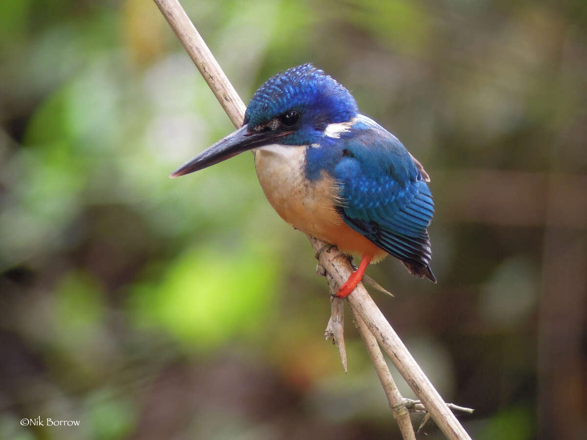 Image of Half-collared Kingfisher