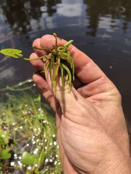 Слика од Nymphoides aquatica (J. F. Gmel.) Kuntze