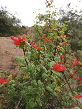 Imagem de Salvia regla Cav.