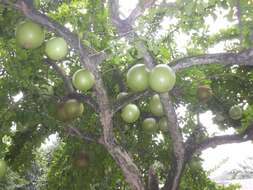 Image of common calabash tree