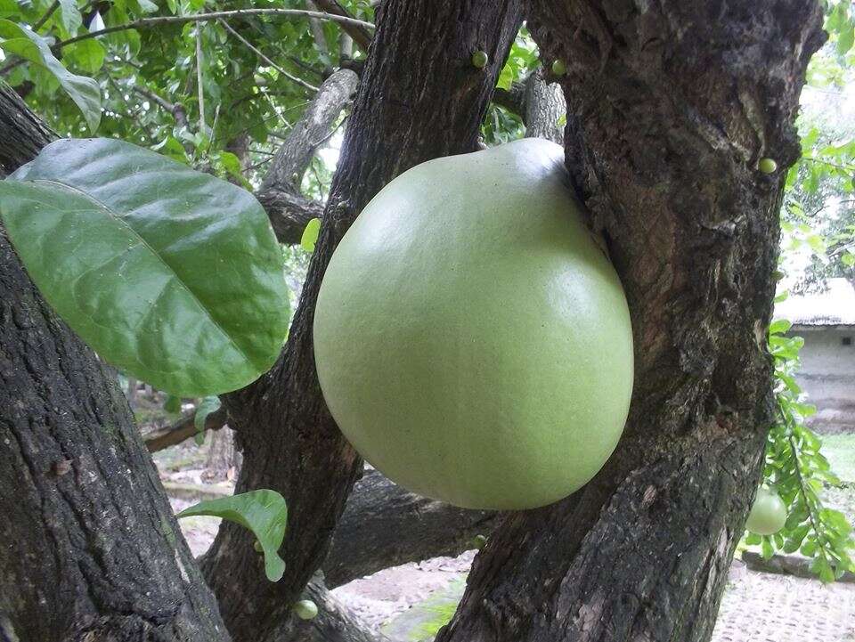 Image of common calabash tree