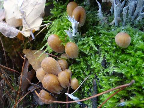 Sivun Coprinellus truncorum (Scop.) Redhead, Vilgalys & Moncalvo 2001 kuva