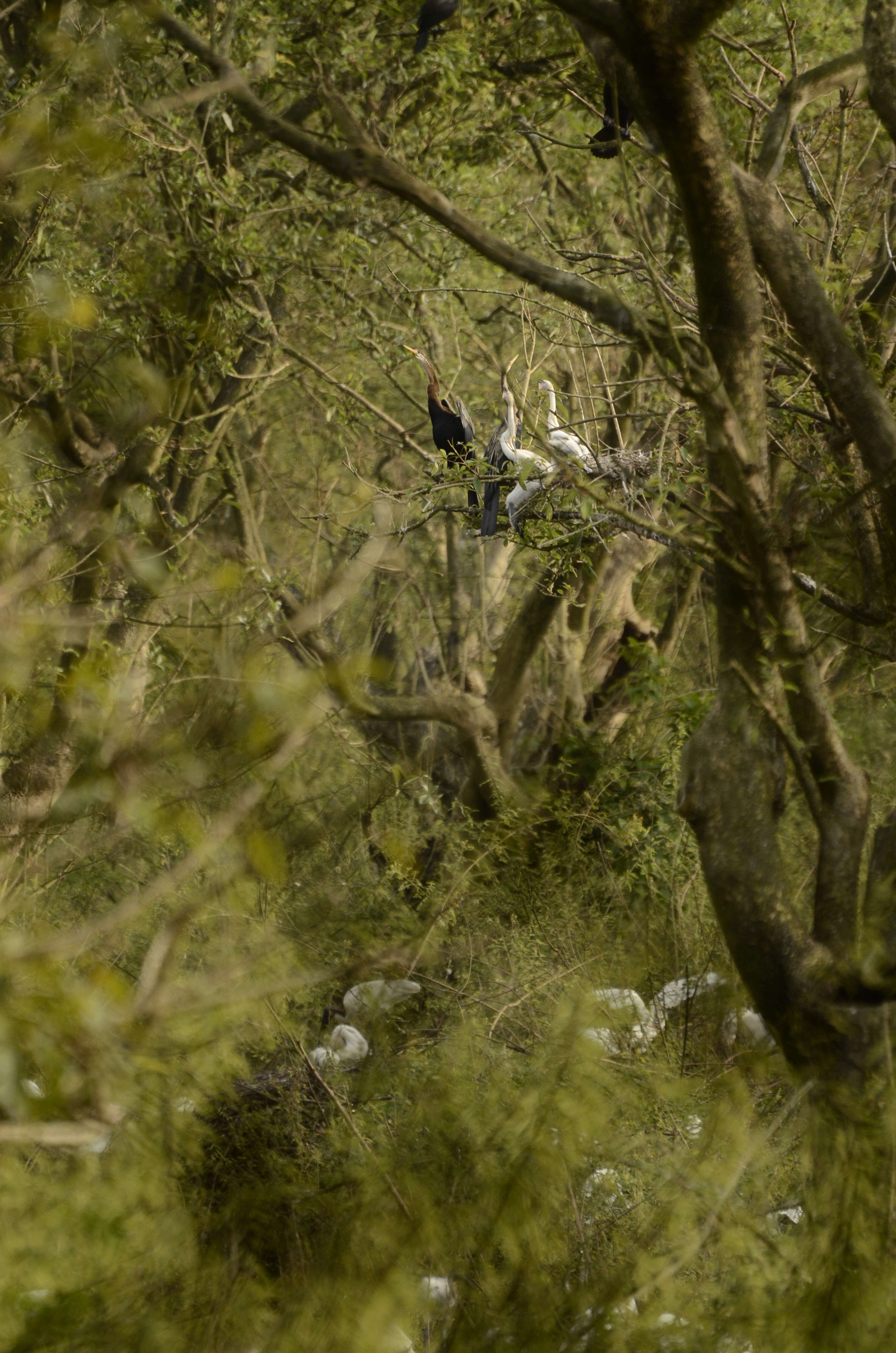 Image of Oriental Darter