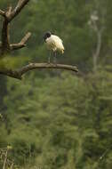 Image of Black-headed Ibis