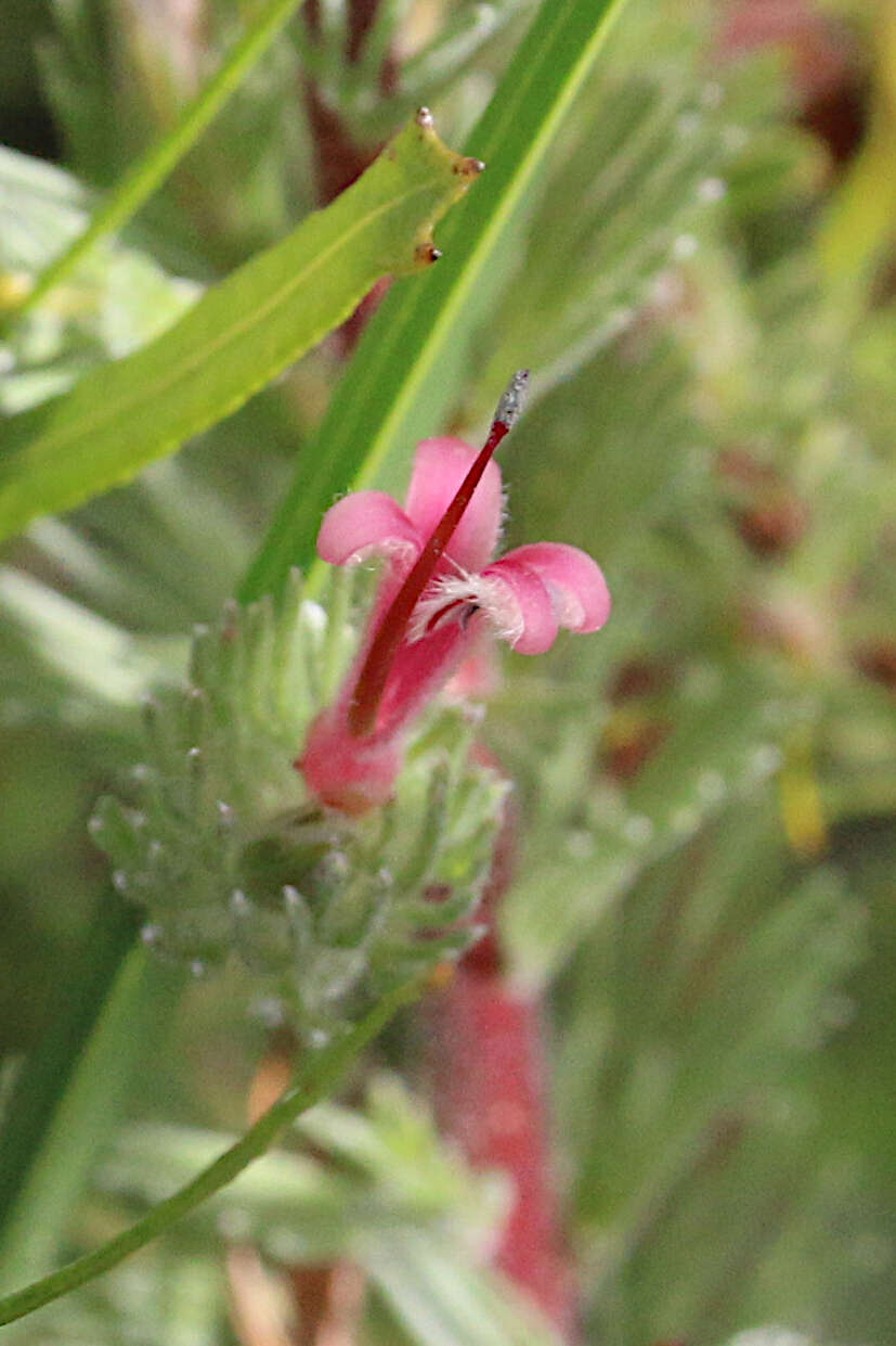 Image de Adenanthos macropodianus E. C. Nelson