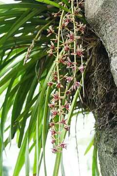 Image of Aloe-leafed Cymbidium