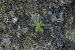 Imagem de Sedum litoreum Guss.