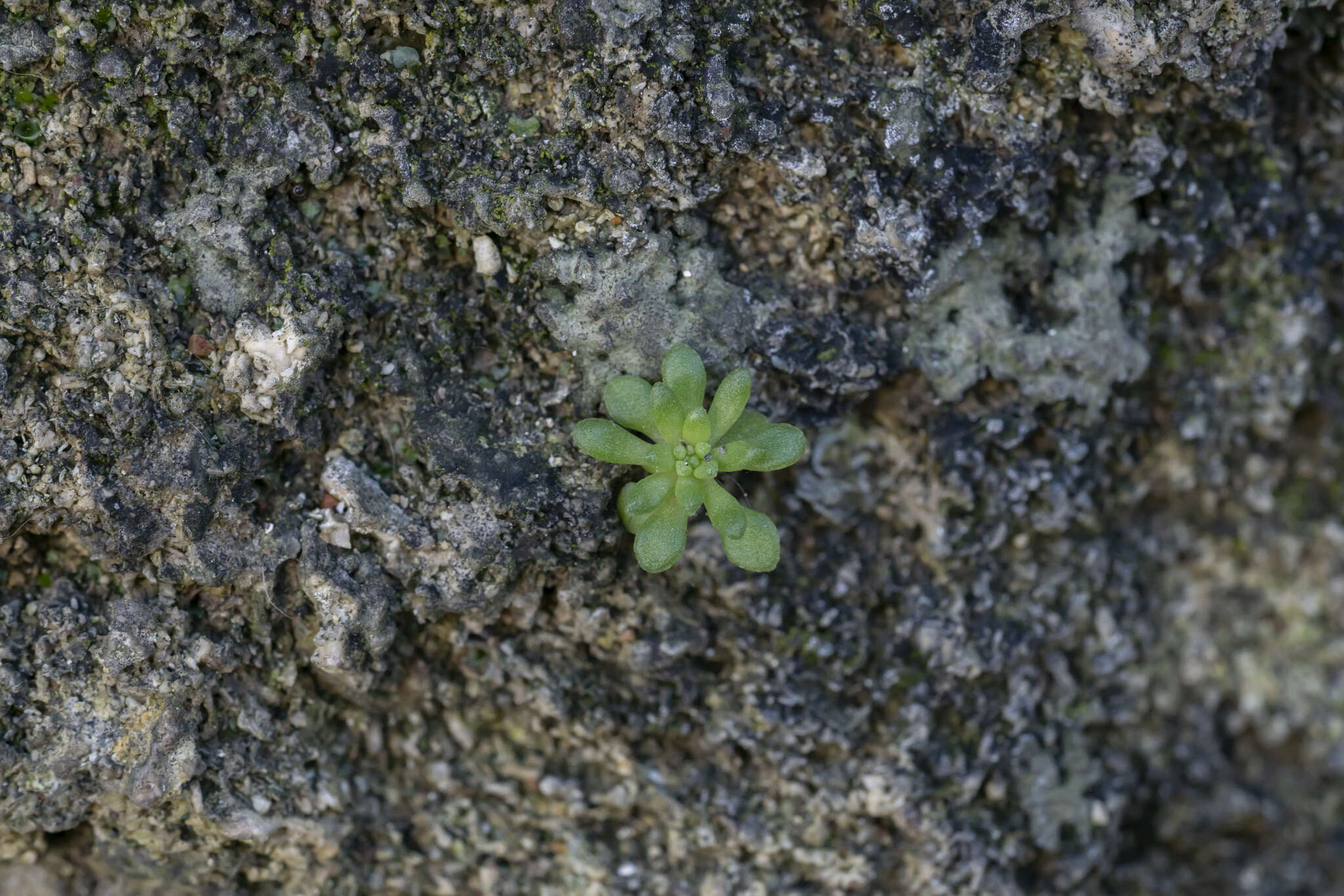 Imagem de Sedum litoreum Guss.