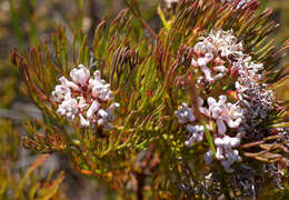 Image of Serruria ascendens (Lam.) R. Br.