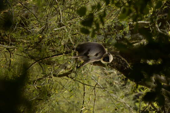 صورة Semnopithecus hypoleucos Blyth 1841