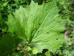 Image of great Indian plantain