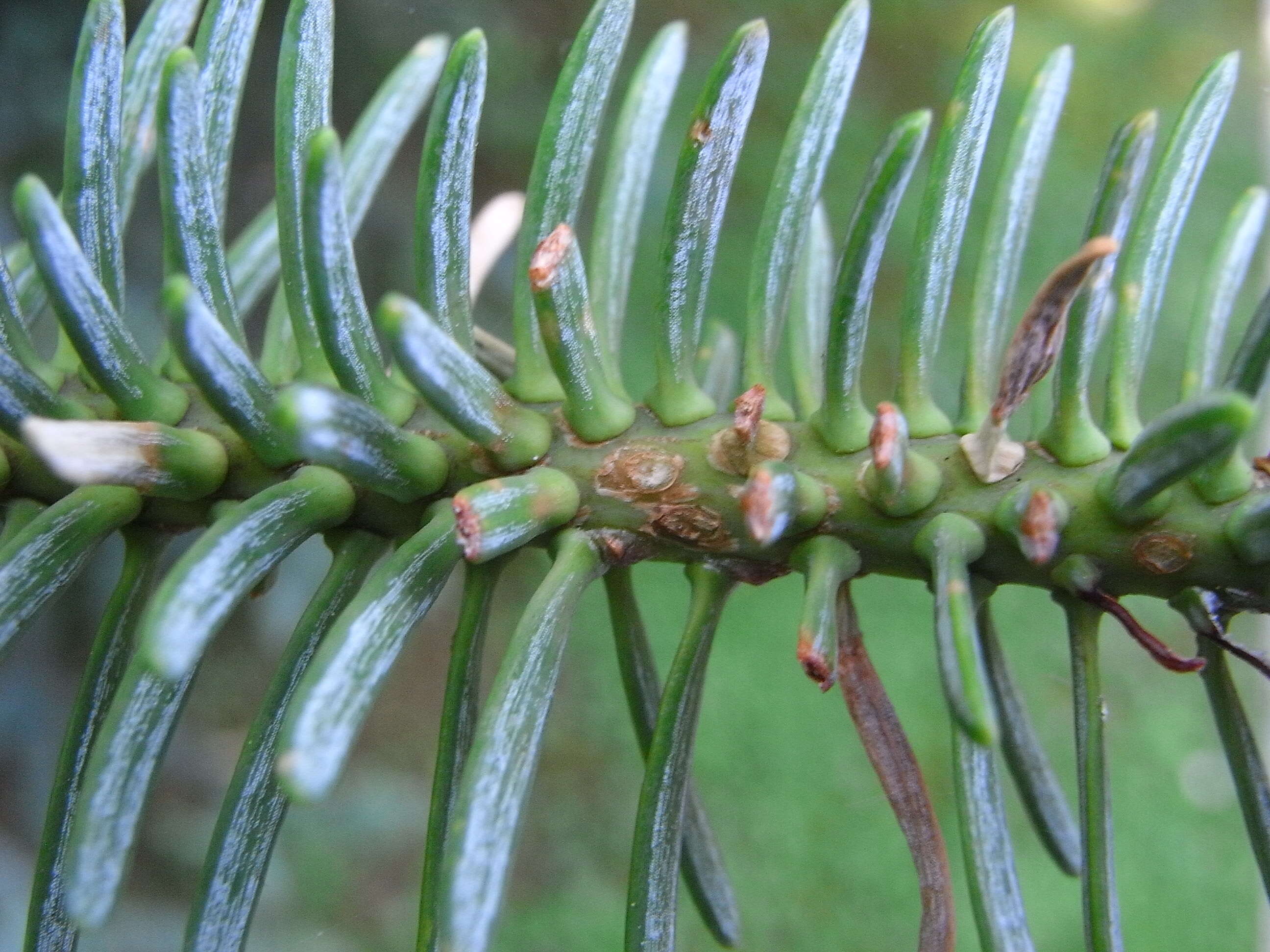 Image of Spanish Fir