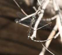 Слика од Eusynthemis deniseae Theischinger 1977