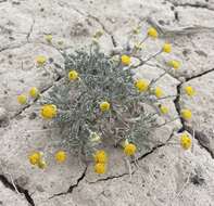 Image of Artemisia potentilloides var. nitrophila (Cronquist) C. R. Hobbs & B. G. Baldwin