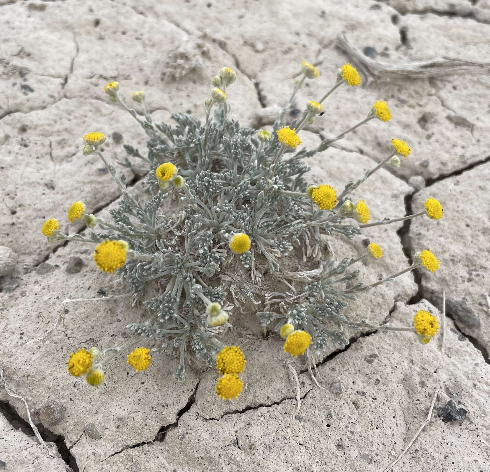 Plancia ëd Artemisia potentilloides var. nitrophila (Cronquist) C. R. Hobbs & B. G. Baldwin