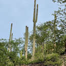 Image of Cephalocereus apicicephalium E. Y. Dawson