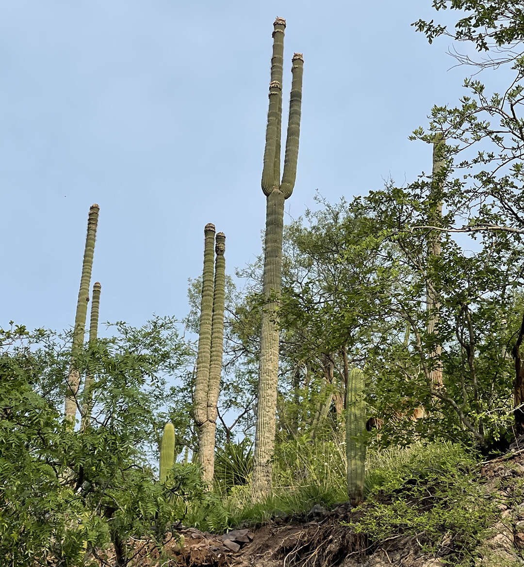 Image de Cephalocereus apicicephalium E. Y. Dawson