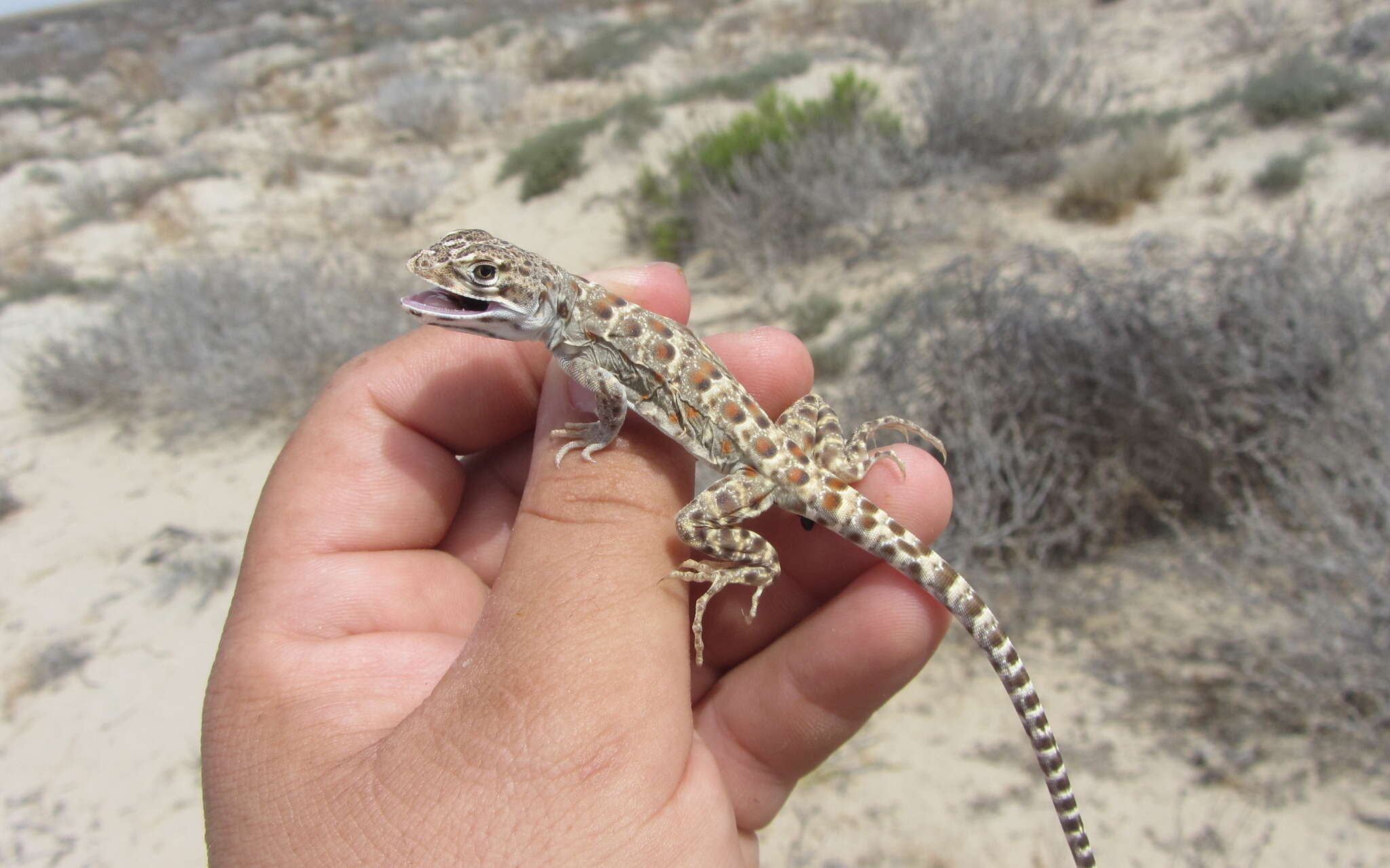 Image of Cope's leopard lizard