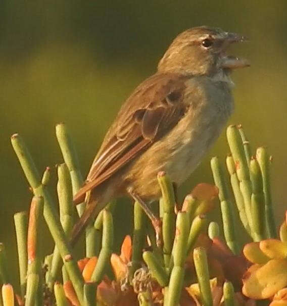 Image of White-throated Canary