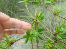 Image of spiny bucida