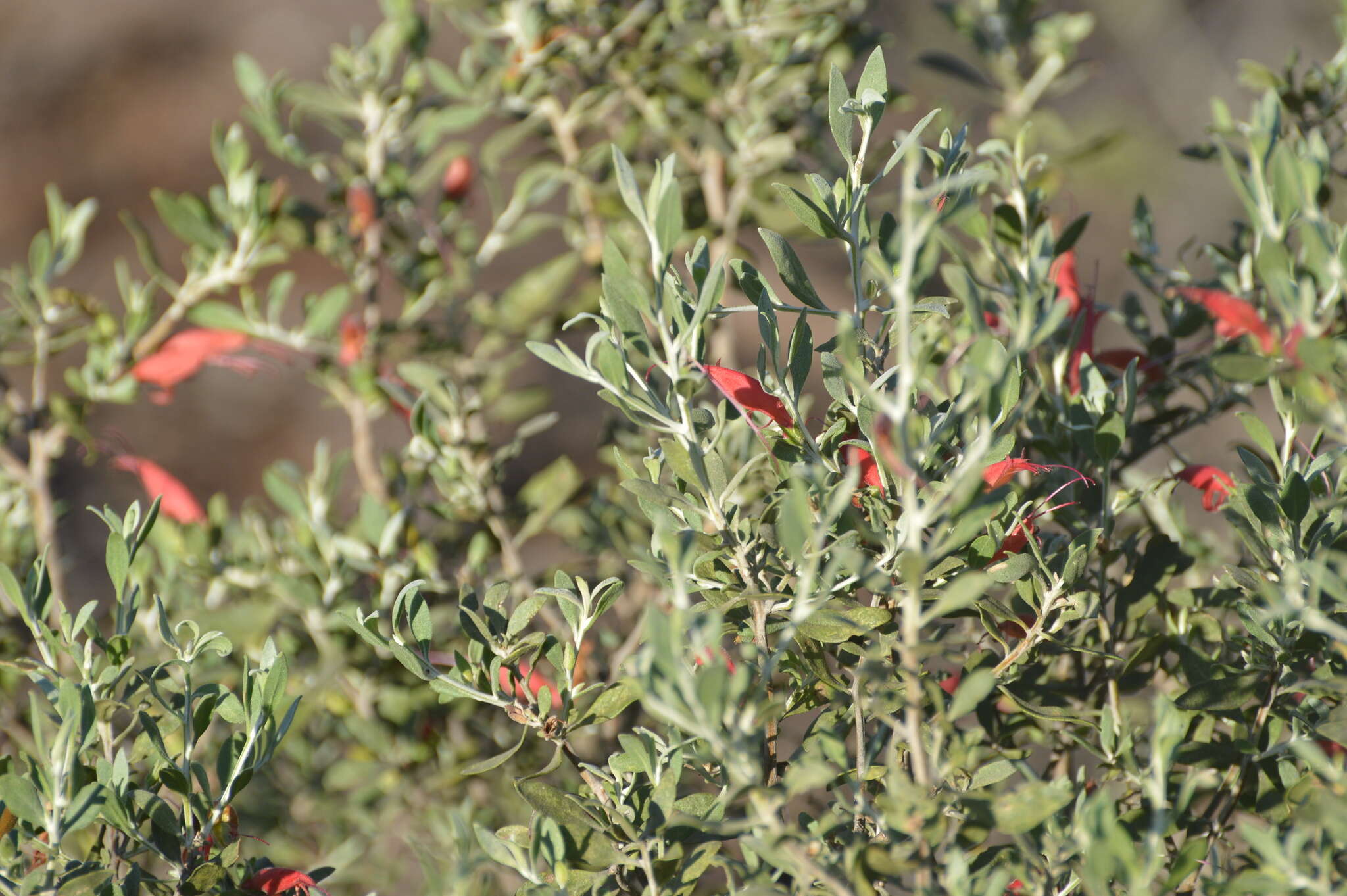 صورة Eremophila glabra (R. Br.) Ostenf.