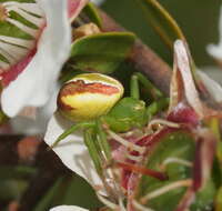 Image of Australomisidia rosea (L. Koch 1875)