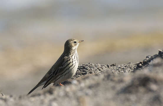 Plancia ëd Anthus pratensis (Linnaeus 1758)