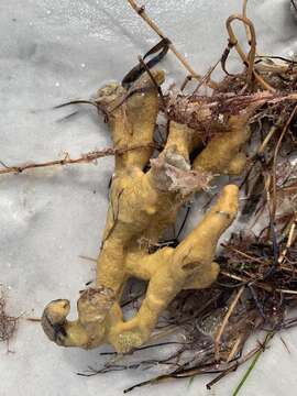 Image of Scattered Pore Rope Sponge