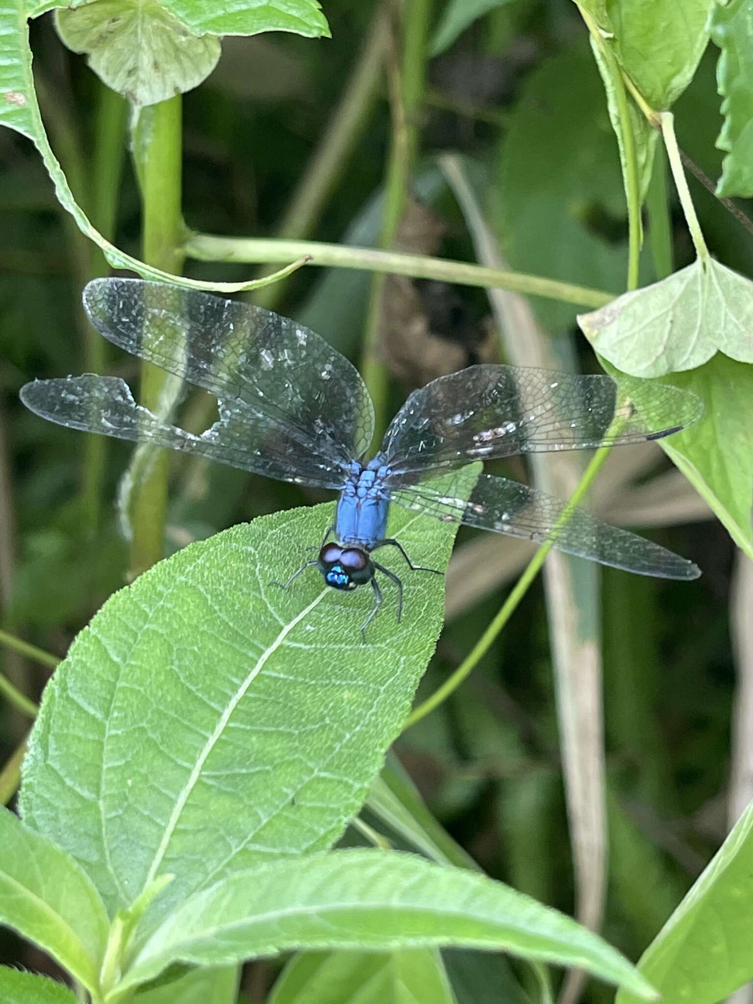 Слика од Trithemis aconita Lieftinck 1969