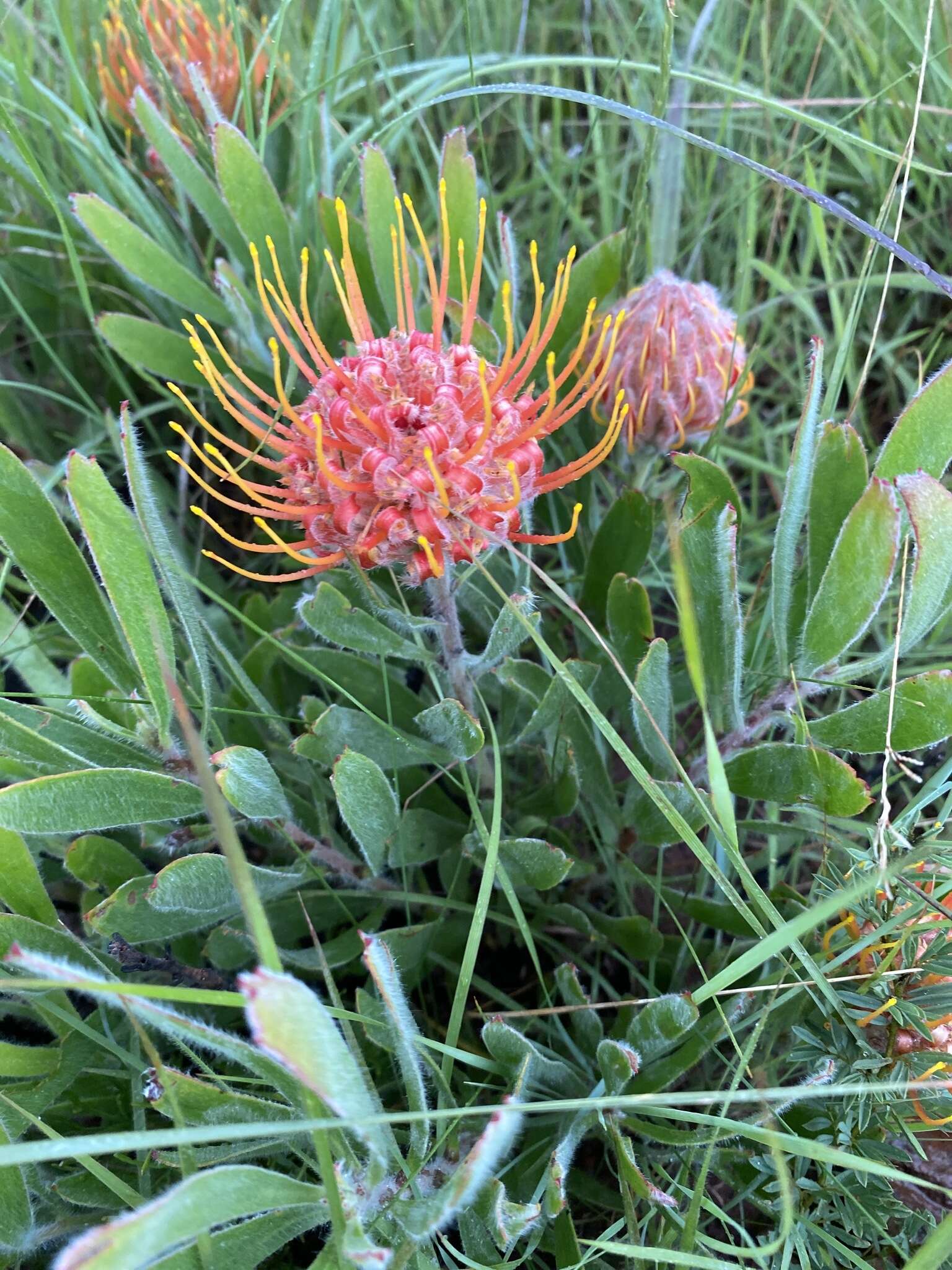 Image of Leucospermum gerrardii Stapf