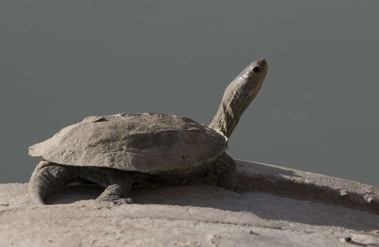 Image of Balkan pond turtle