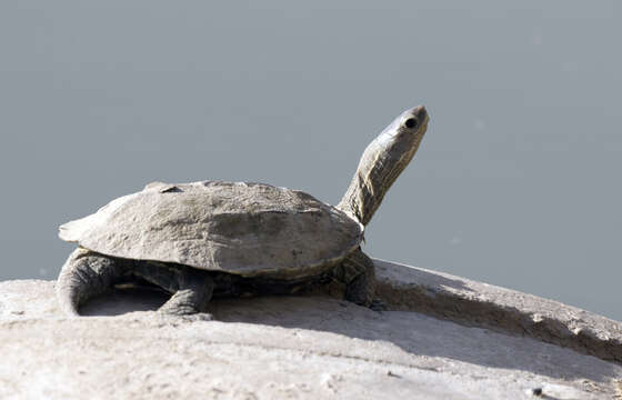 Image of Balkan pond turtle