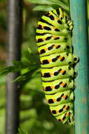 Image of Old World Swallowtail