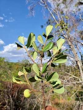 Image of Capurodendron pervillei (Engl.) Aubrév.