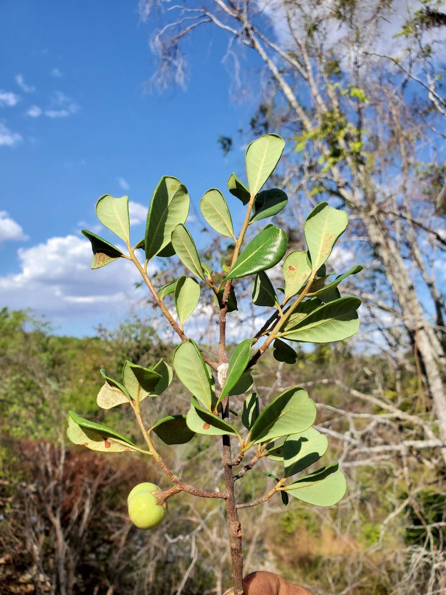 Image of Capurodendron pervillei (Engl.) Aubrév.