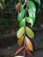 Syzygium paniculatum Gaertn. resmi