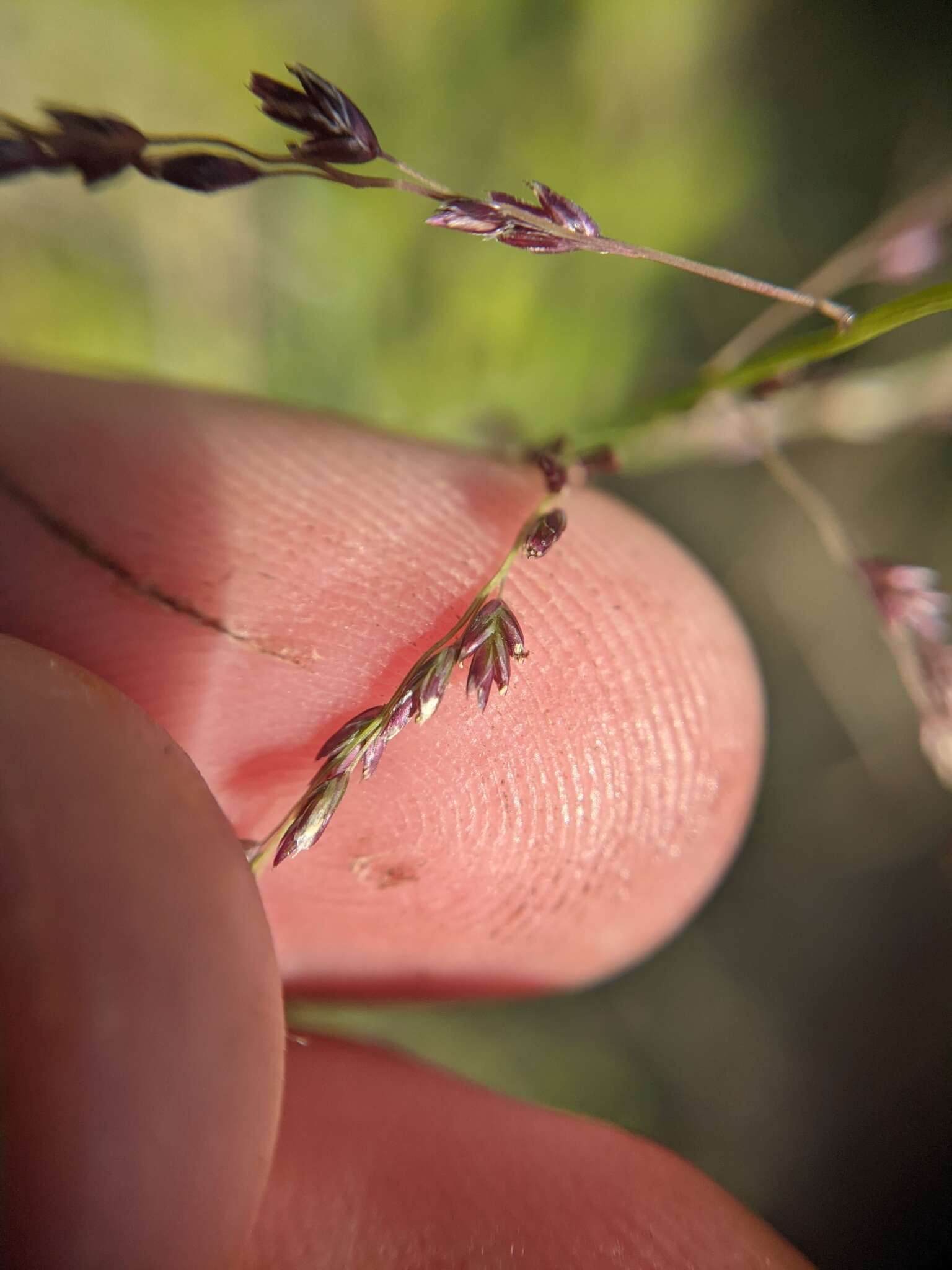 Plancia ëd Tridentopsis eragrostoides (Vasey & Scribn.) P. M. Peterson