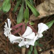 Image de Silene caroliniana subsp. pensylvanica (Michx.) R. T. Clausen