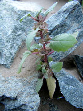 Image de Forsskaolea candida L. fil.