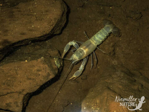 Image of <i>Cambarus speleocoopi</i>