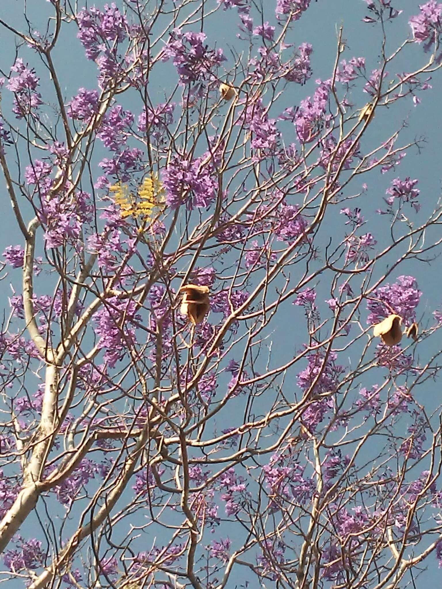 Sivun Jacaranda brasiliana (Lam.) Pers. kuva