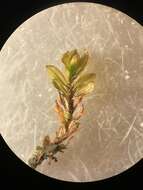 Image of crumia moss