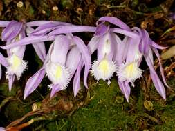 Plancia ëd Pleione praecox (Sm.) D. Don