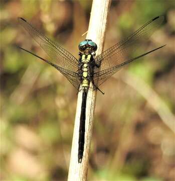 Image de Orthetrum austrosundanum Lieftinck 1953