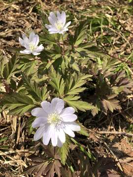 Image of Anemone pseudoaltaica Hara