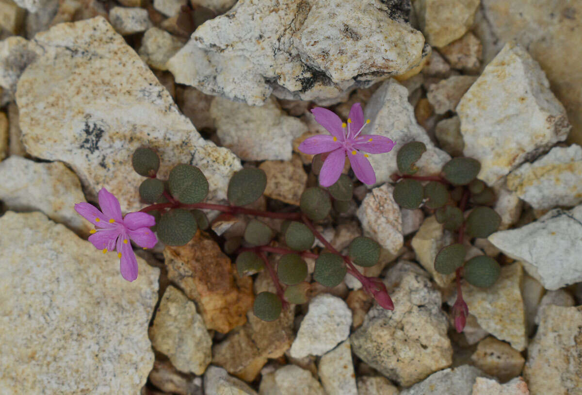 Image of Portulaca bicolor F. Müll.