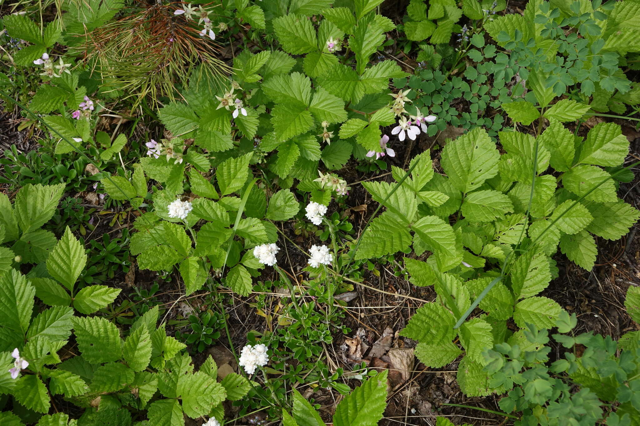 Image of Rubus × castoreus