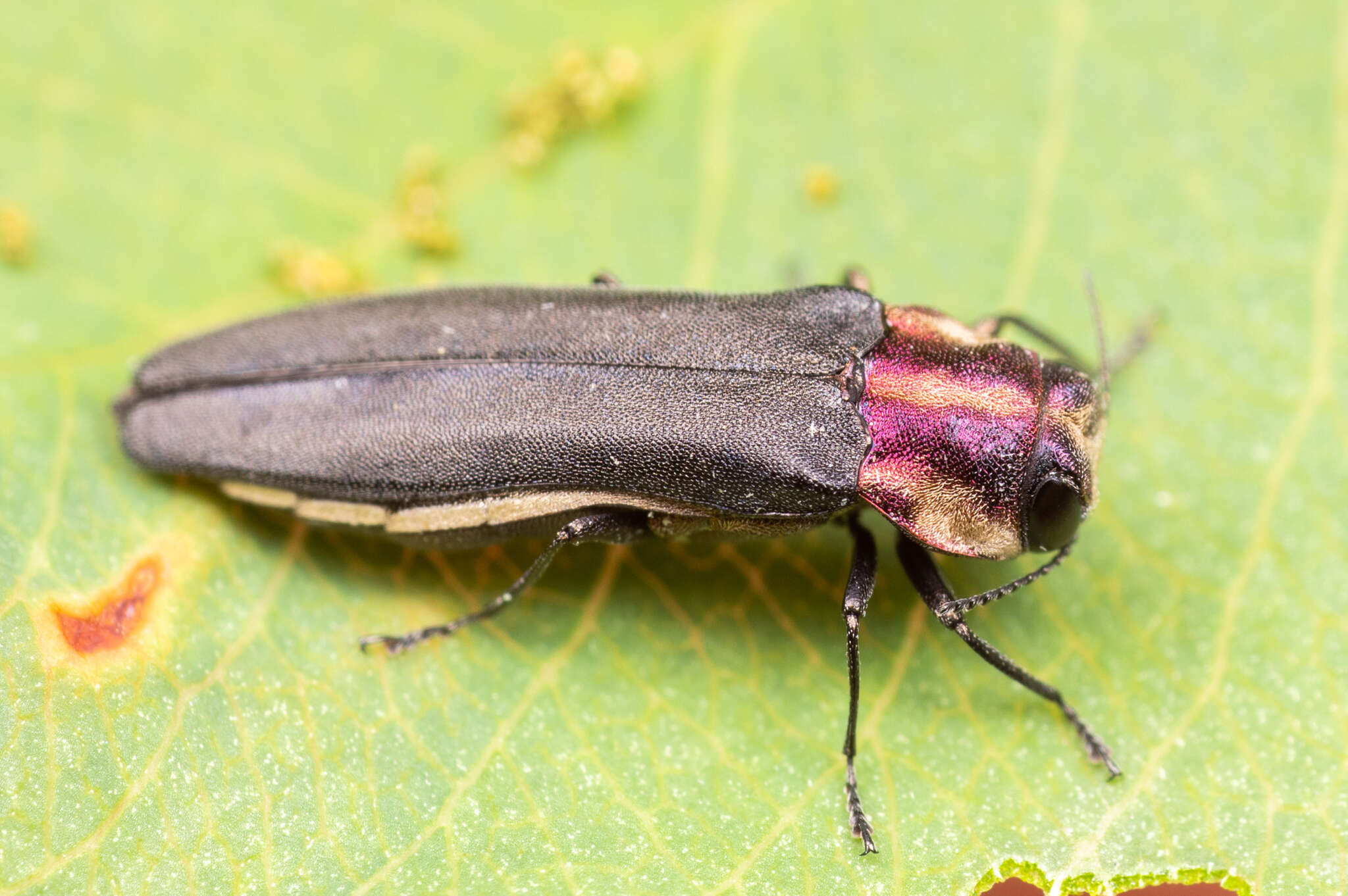 Image of Agrilus vittaticollis (Randall 1838)